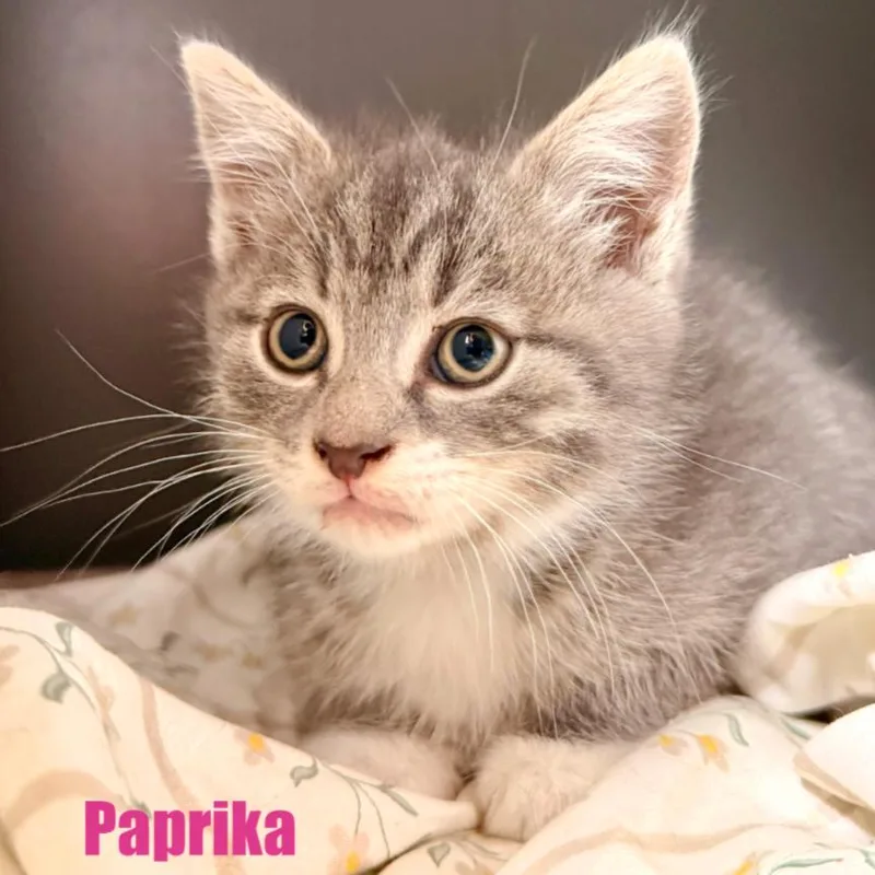 Paprika thumbnail 5