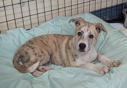 A baby medium-sized male Gray / Blue / Silver Catahoula Leopard Dog dog named Noah for adoption in Inverness, FL