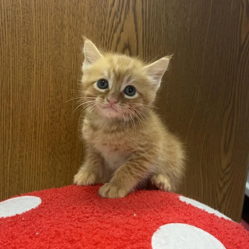 A baby small-sized male Orange / Red Domestic Short Hair cat named Mango for adoption in Greensboro, GA