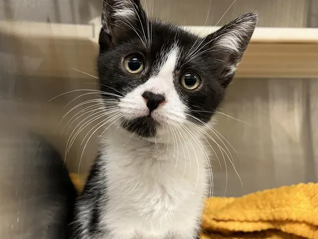 A baby small-sized male Domestic Short Hair cat named Danny for adoption in Tustin, CA