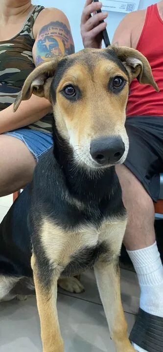 A young large-sized male Doberman Pinscher dog named Ozzy P for adoption in Daytona Beach, FL