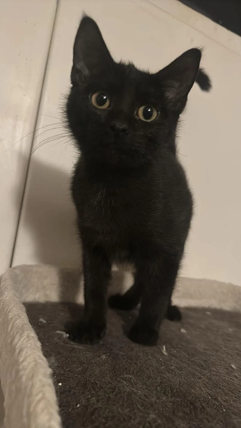 A baby small-sized male Black Domestic Short Hair cat named Nick for adoption in Oklahoma City, OK