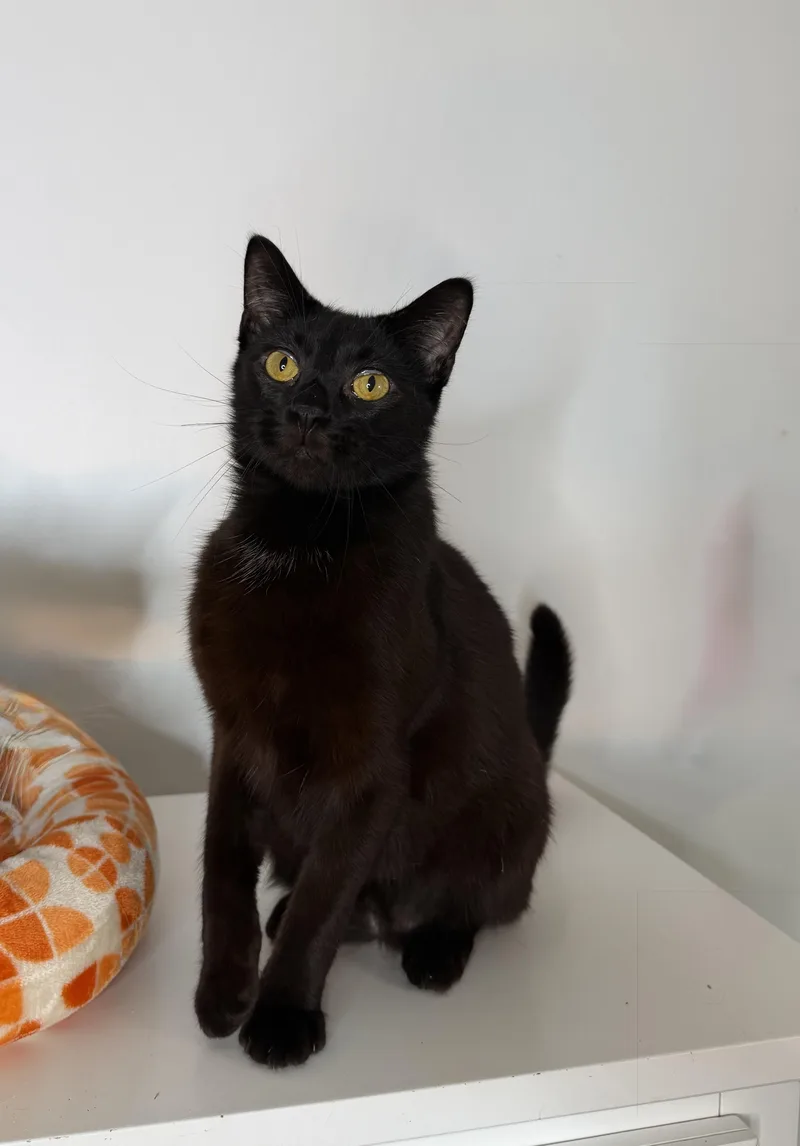 A young medium-sized male Black Domestic Short Hair cat named Remy for adoption in New York, NY