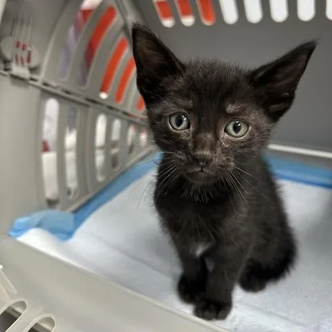 A baby small-sized male Black Domestic Short Hair cat named Villi for adoption in Indianapolis, IN