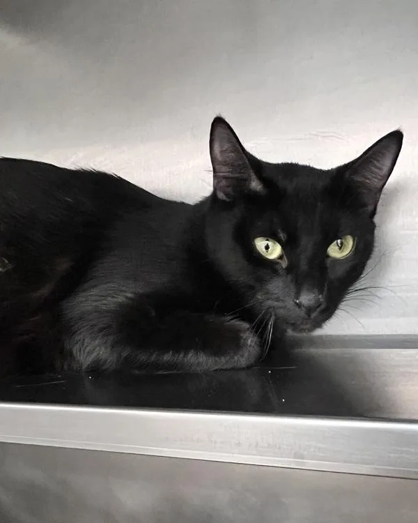 An adult small-sized female Domestic Short Hair cat named Titania for adoption in Novato, CA
