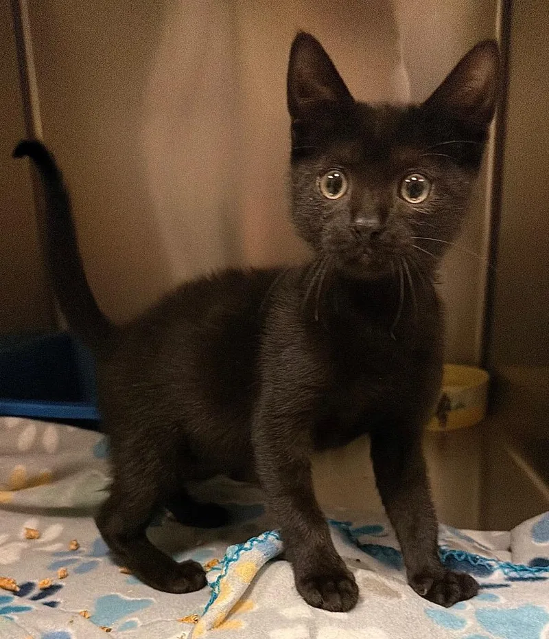 A baby small-sized male Domestic Short Hair cat named Hot Honey Biscuit for adoption in Ocala, FL