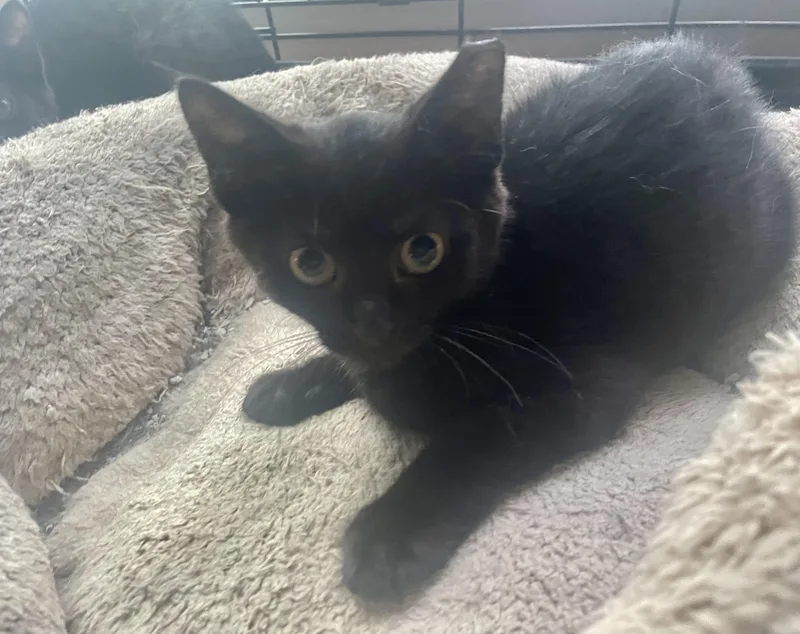 A baby small-sized female Domestic Short Hair cat named Bella for adoption in Troy, NY