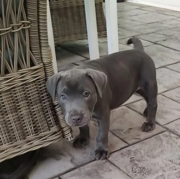 Pepper