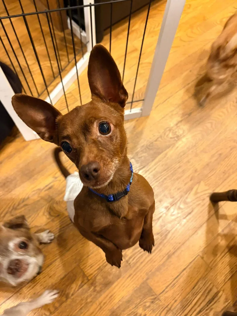 An adult small-sized male Chihuahua dog named Eugene for adoption in New London, WI