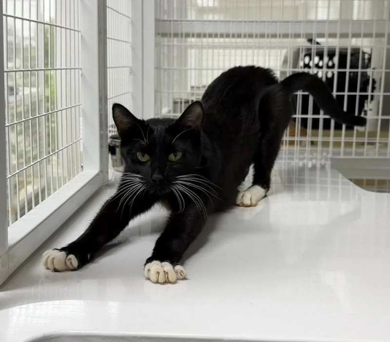 A young medium-sized female Black & White / Tuxedo Domestic Short Hair cat named Independence for adoption in St. Helens, OR