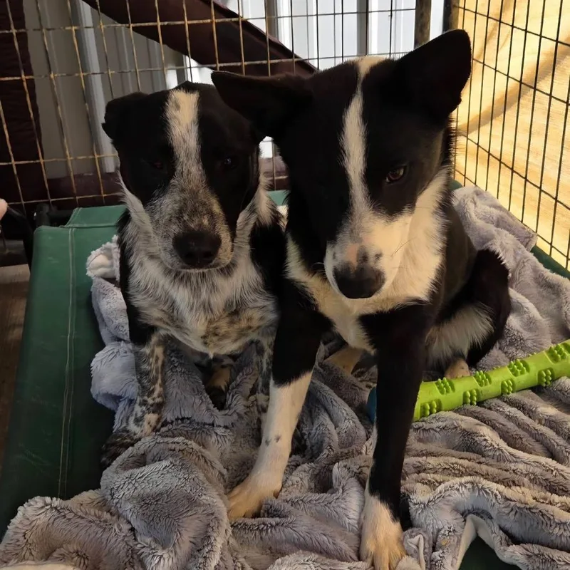 A young small-sized female Black Dachshund dog named Ethel for adoption in Blairsville, GA