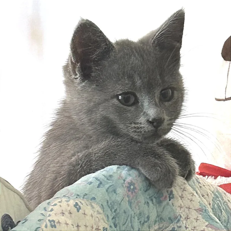 A baby small-sized female Gray / Blue / Silver Domestic Short Hair cat named Anita for adoption in Fredericksburg, VA