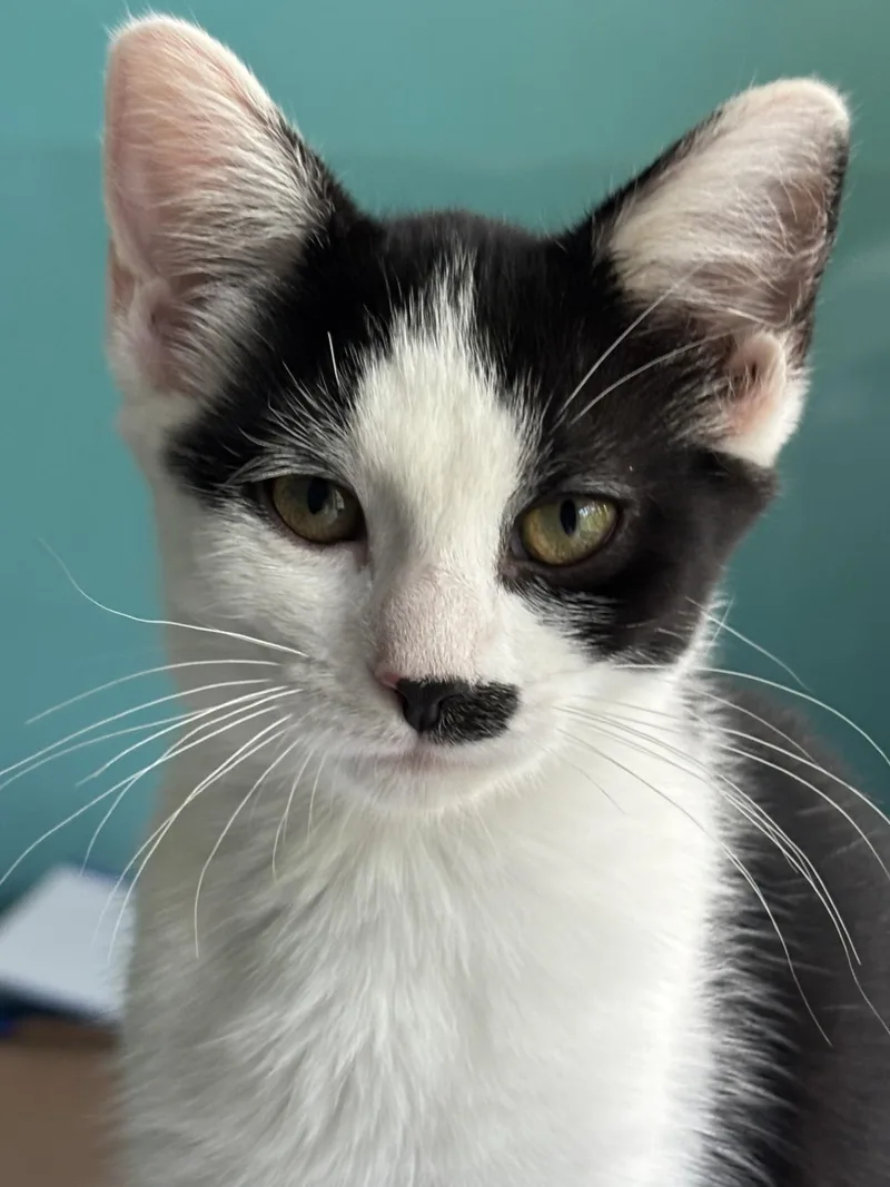 A baby medium-sized female Black & White / Tuxedo Tuxedo cat named Velvet for adoption in Georgetown, KY