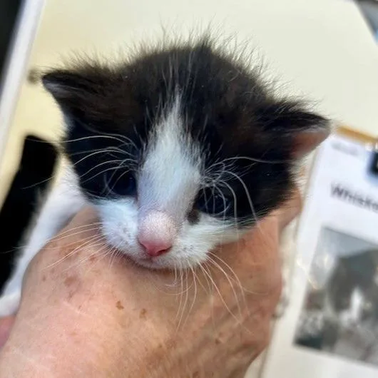 A baby small-sized male Gray / Blue / Silver American Wirehair cat named Blackwhiteboy for adoption in Poplar Bluff, MO
