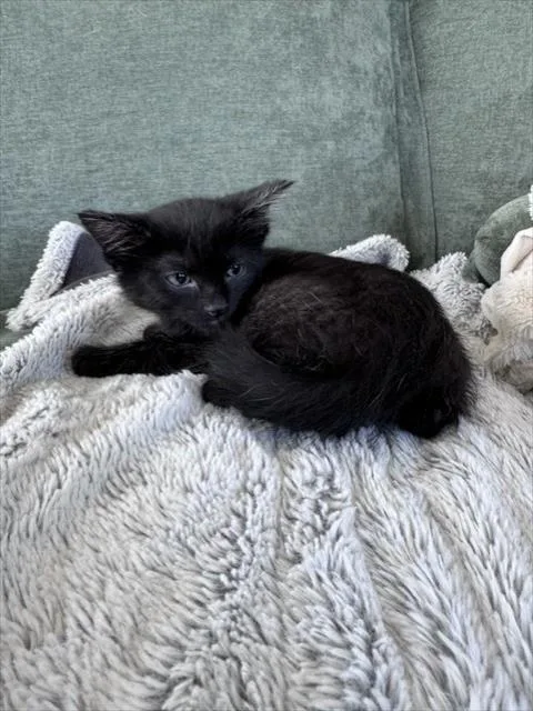 A baby small-sized male Domestic Short Hair cat named Kalamata for adoption in Colorado Springs, CO