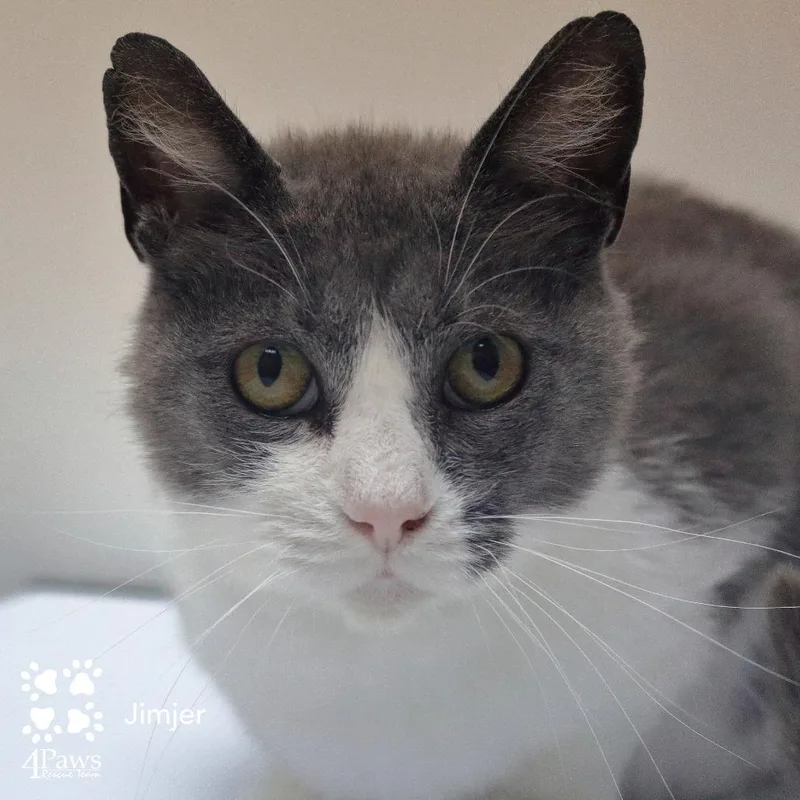 An adult small-sized female Gray / Blue / Silver Domestic Short Hair cat named Ginger Nrar for adoption in Merrifield, VA