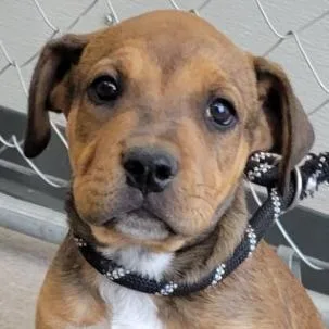 A baby small-sized male Brown / Chocolate Shepherd dog named Ravioli for adoption in Parker, CO