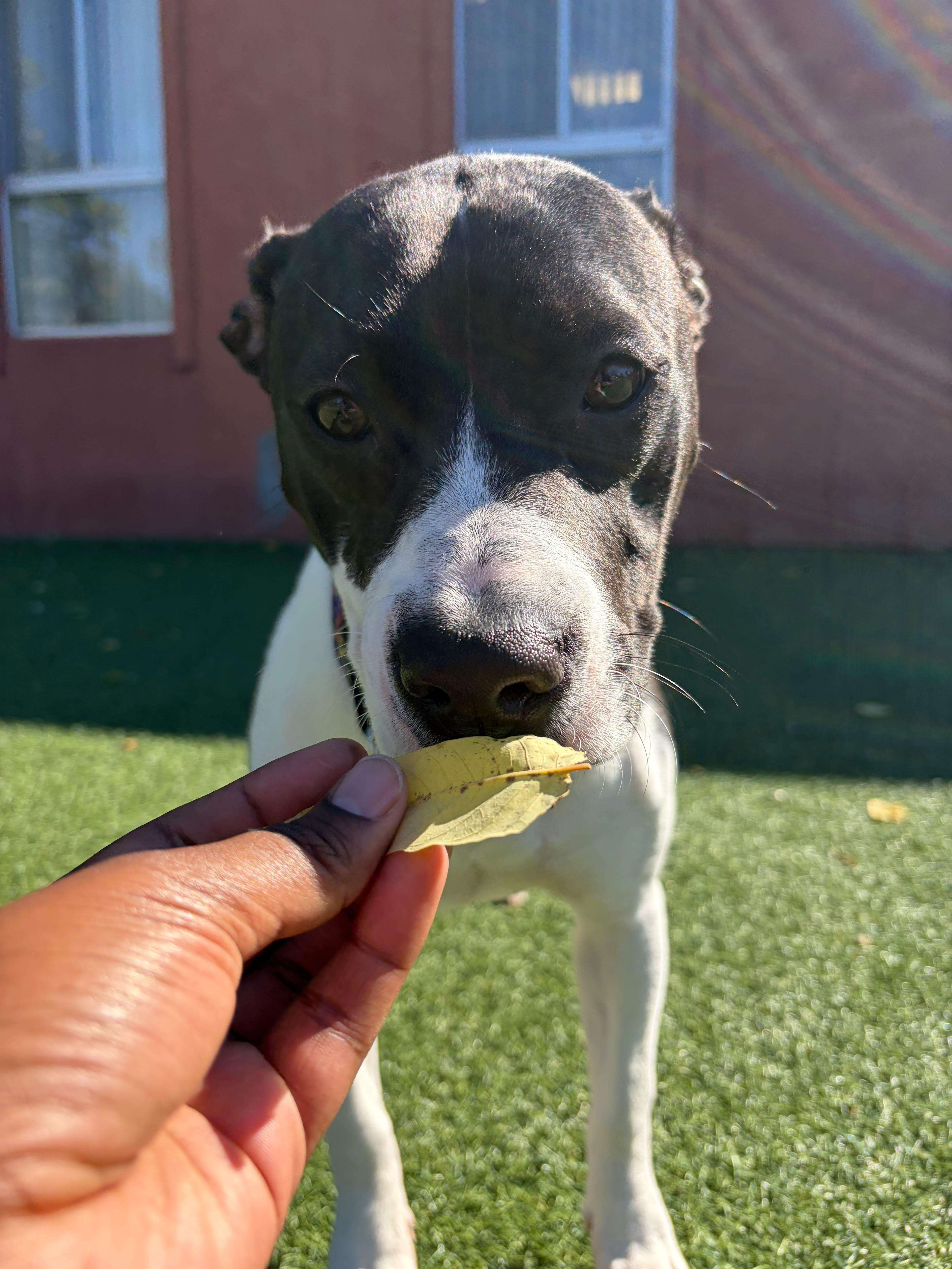 A baby medium-sized female Pit Bull Terrier dog named Minnie for adoption in Norwalk, CT