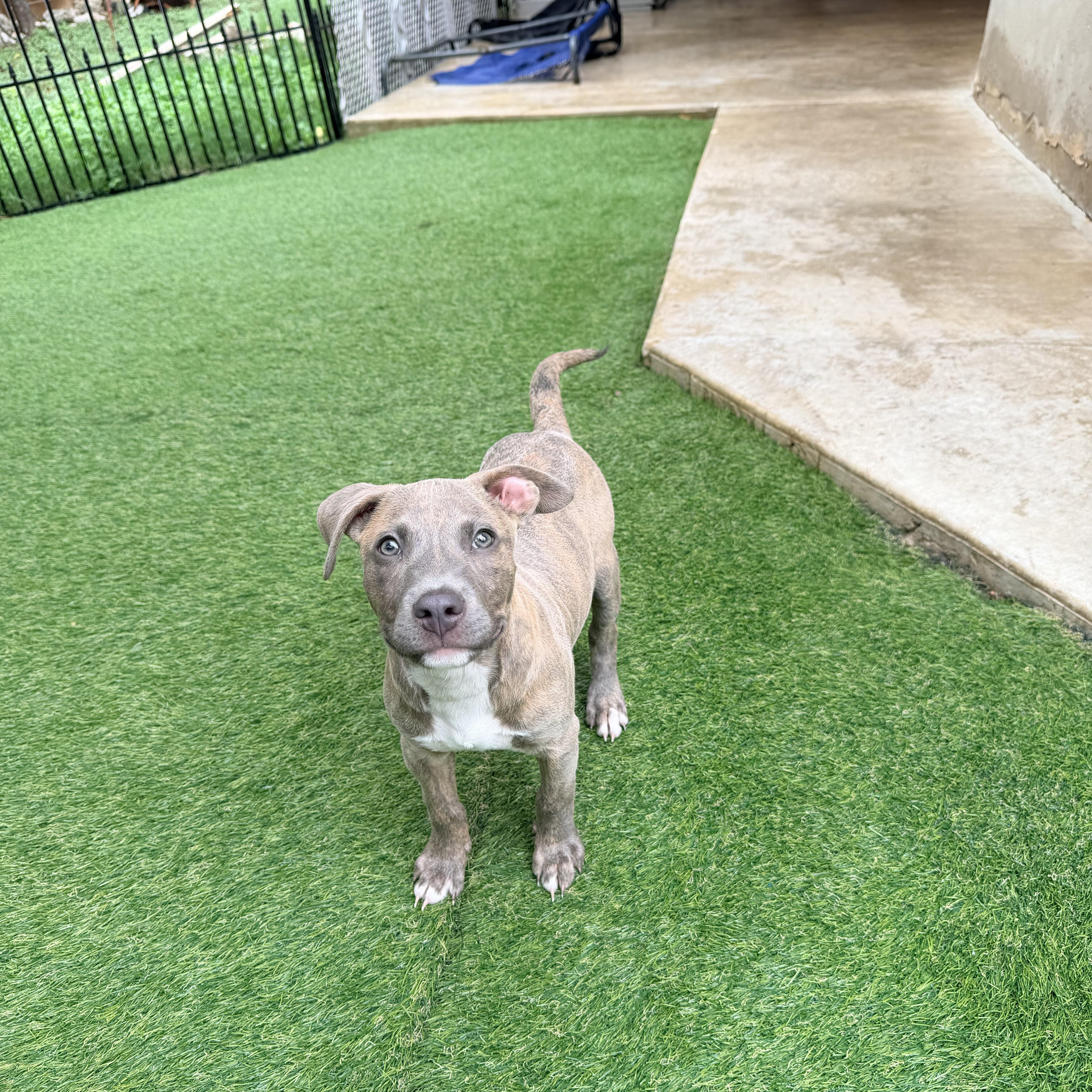 A baby medium-sized male American Staffordshire Terrier dog named Benjamin for adoption in Helotes, TX