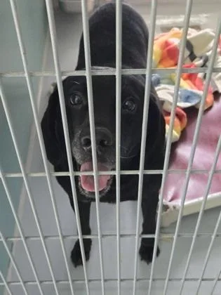 A senior large-sized male Labrador Retriever dog named Billy for adoption in Cumming, GA