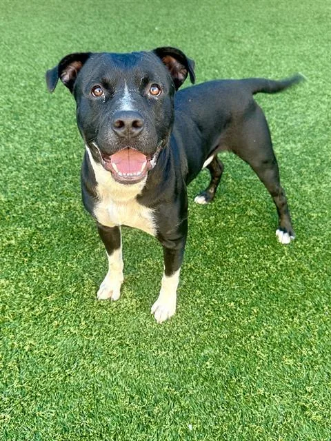 An adult large-sized male Mixed Breed dog named Scooby for adoption in Dallas, TX