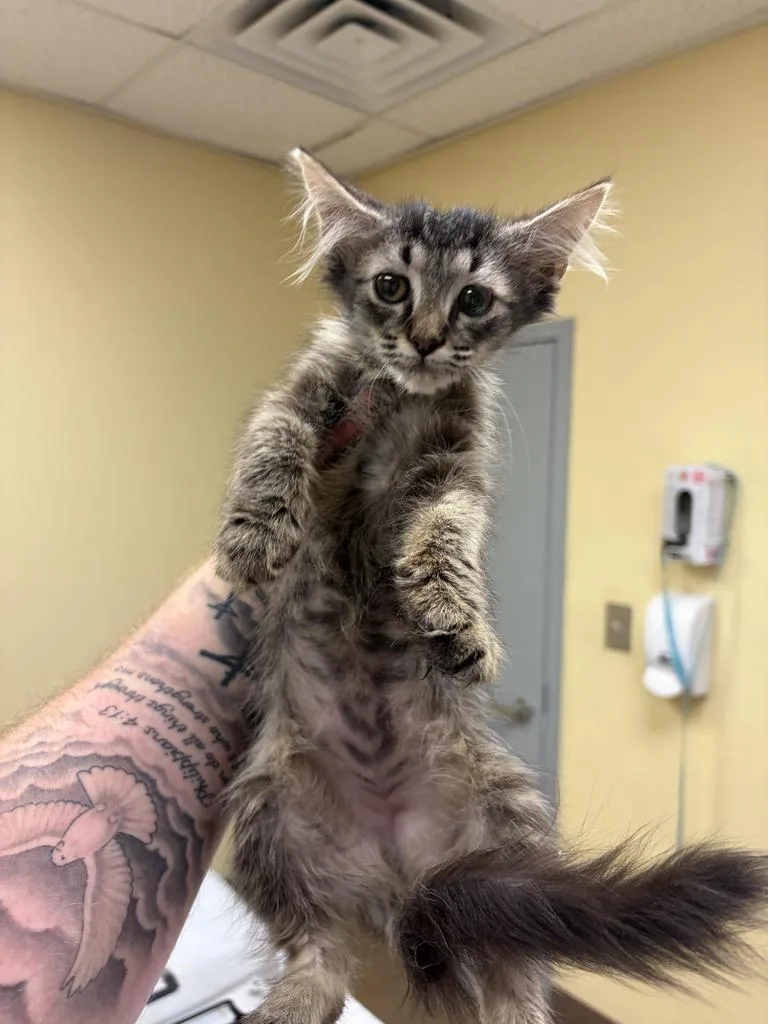 A baby medium-sized female Domestic Medium Hair cat named Paniniโก for adoption in Florence, SC