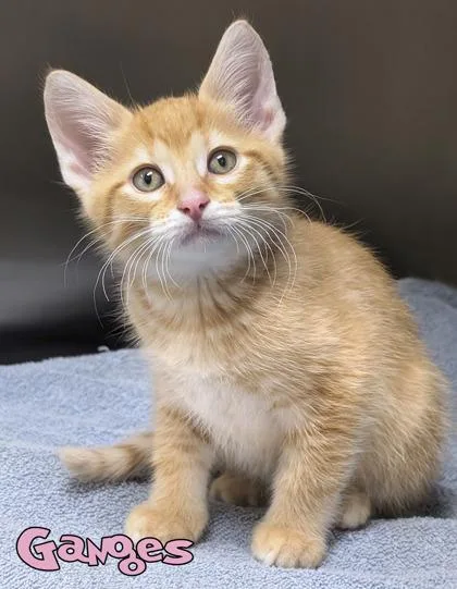 A baby small-sized male Domestic Short Hair cat named Ganges for adoption in Mason, MI
