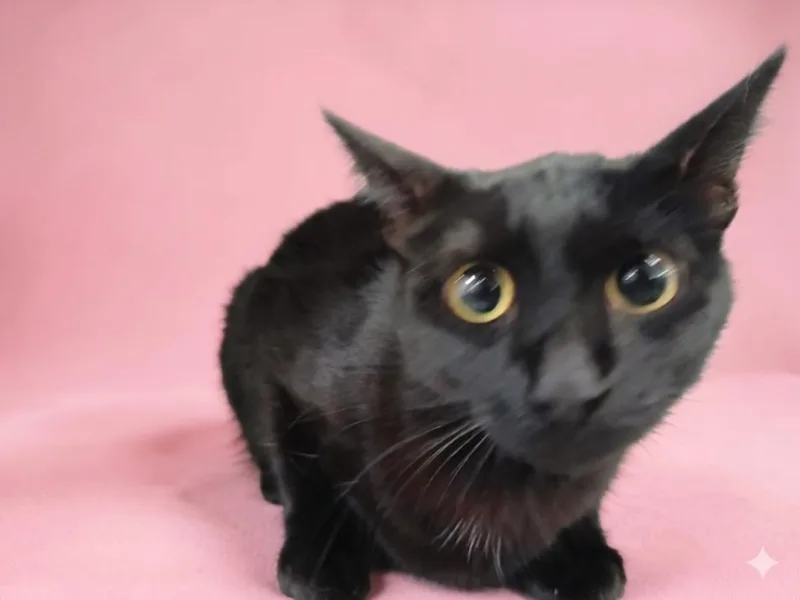A young medium-sized female Domestic Short Hair cat named Bunny for adoption in Los Angeles, CA