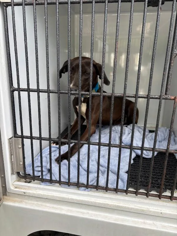 An adult medium-sized female Black Mixed Breed dog named Tailz for adoption in Mobile, AL