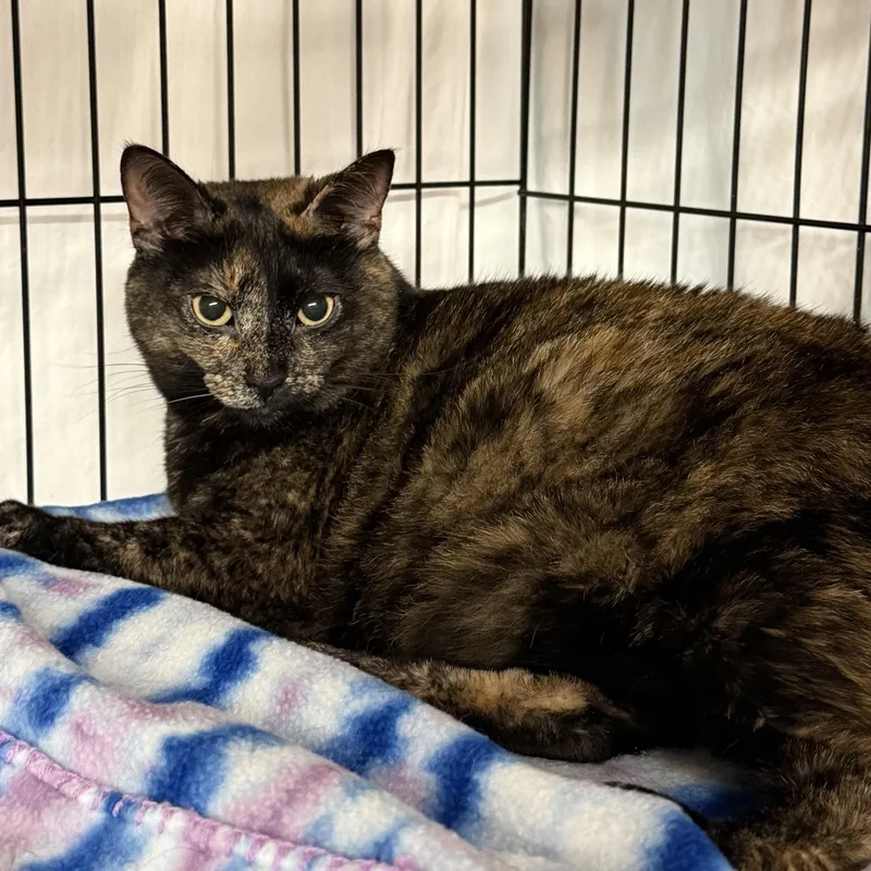 An adult medium-sized female Tortoiseshell cat named Sadie for adoption in East Amherst, NY