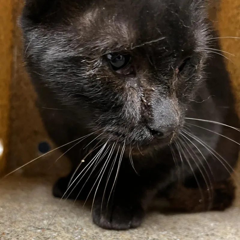 An adult small-sized male Domestic Short Hair cat named 72687 for adoption in Harrisonburg, VA