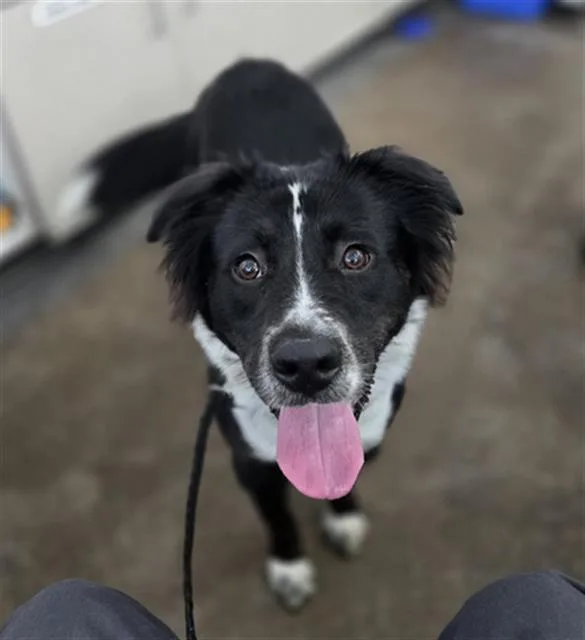 A young large-sized female Mixed Breed dog named Coni for adoption in Dallas, TX