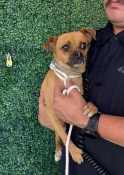 An adult small-sized male Brown / Chocolate Chihuahua dog named 61299210 for adoption in El Paso, TX