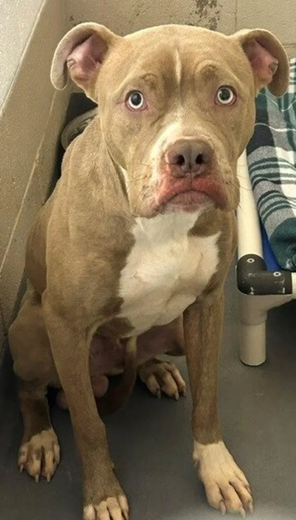 An adult large-sized male Pit Bull Terrier dog named Elliot for adoption in Dallas, GA