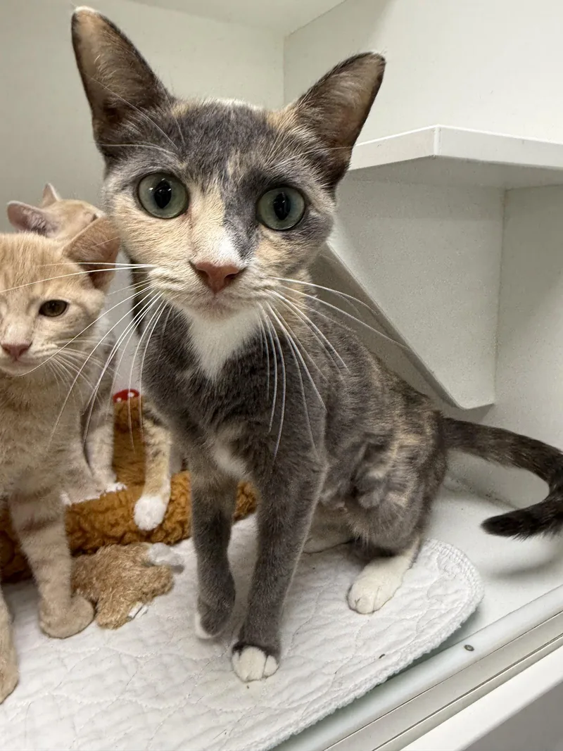 A young medium-sized female Domestic Short Hair cat named Perley for adoption in Satellite Beach, FL