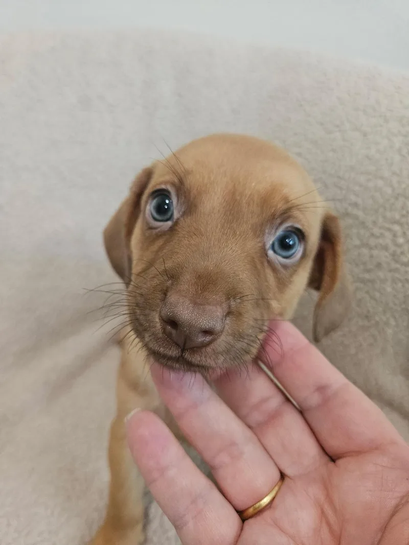 A baby small-sized male Chihuahua dog named Gnocchi  Rosie Pup for adoption in Los Angeles, CA