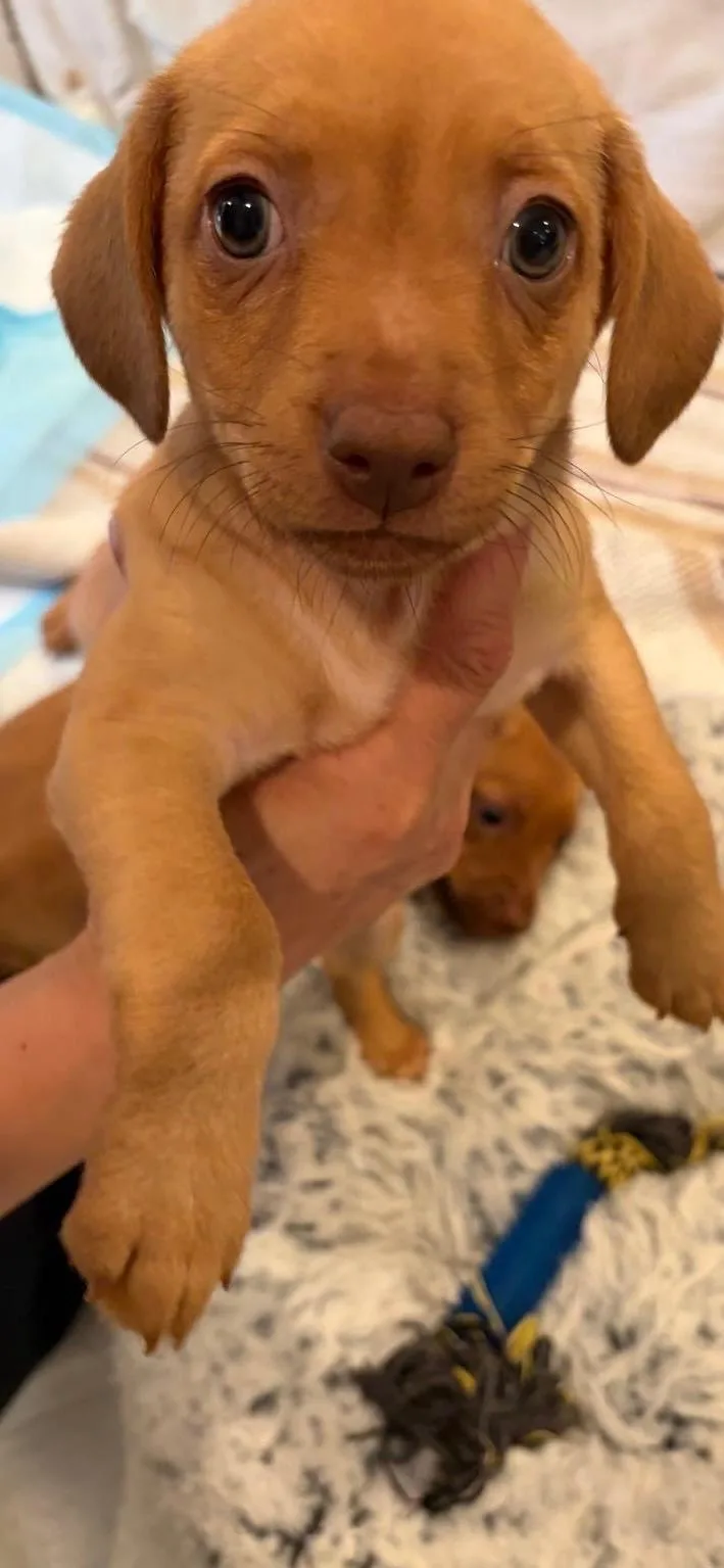 Gnocchi  Rosie Pup thumbnail 2