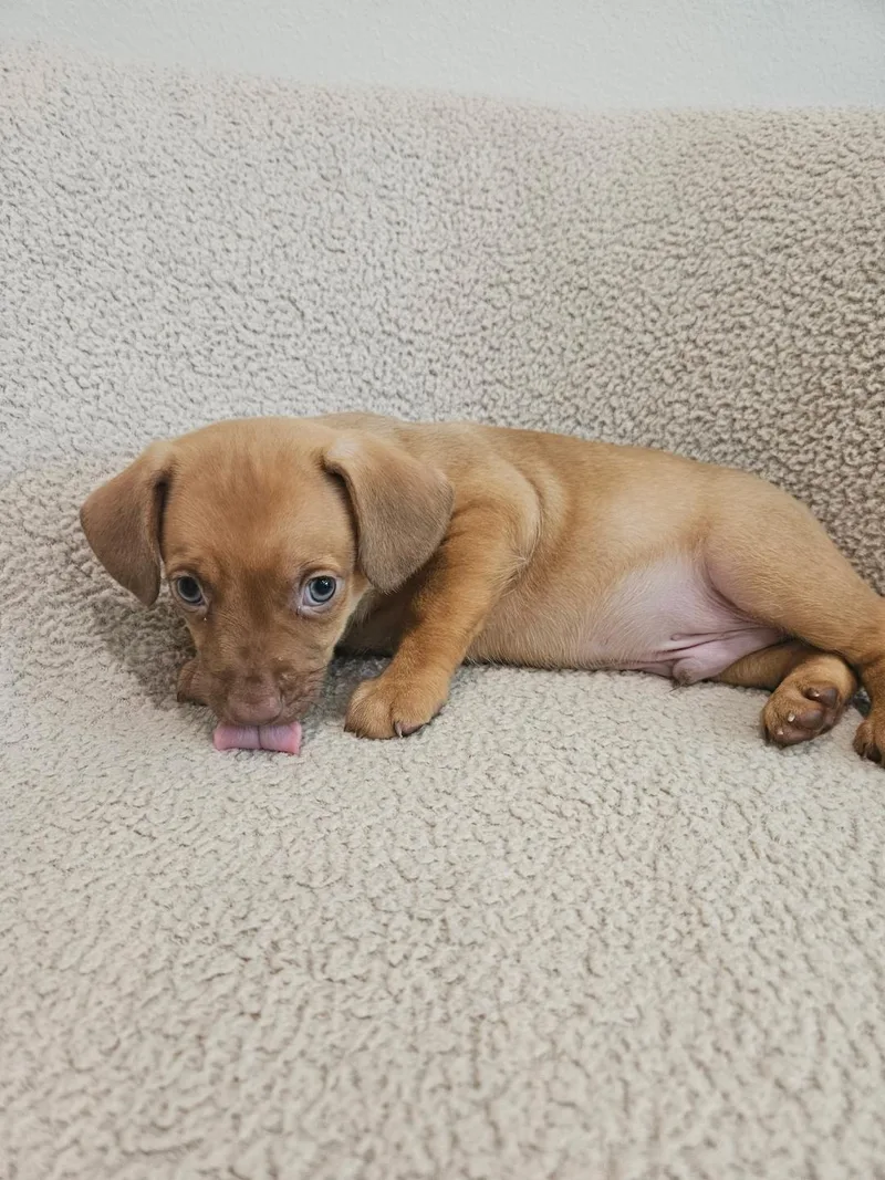Gnocchi  Rosie Pup thumbnail 3