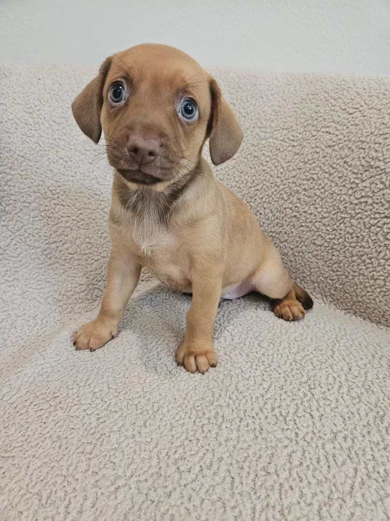 Gnocchi  Rosie Pup thumbnail 4