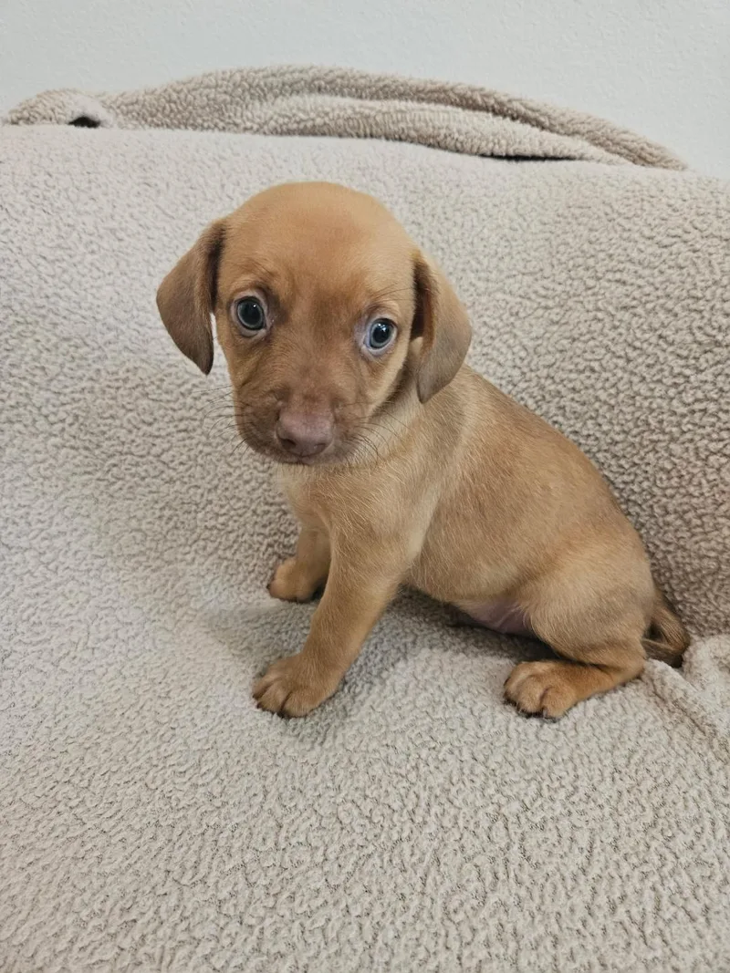 Gnocchi  Rosie Pup thumbnail 5