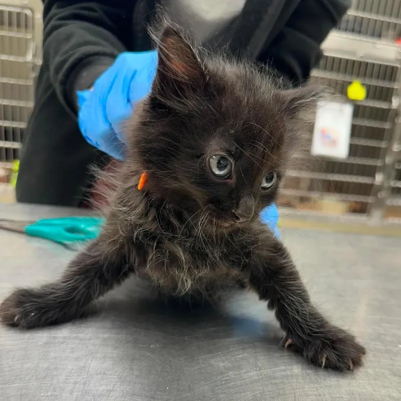 A baby small-sized male Black Domestic Short Hair cat named Plumlee for adoption in Bastrop, TX