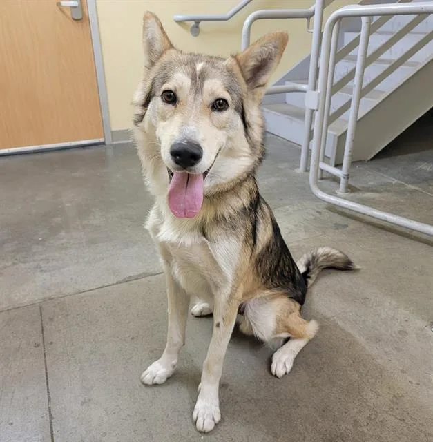 A young medium-sized male German Shepherd Dog dog named Slick Boot for adoption in Tustin, CA