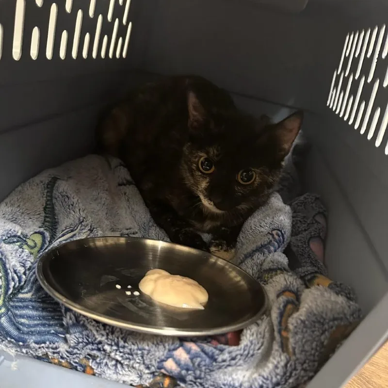 An adult small-sized female Black Domestic Short Hair cat named Frida Calico for adoption in Escondido, CA