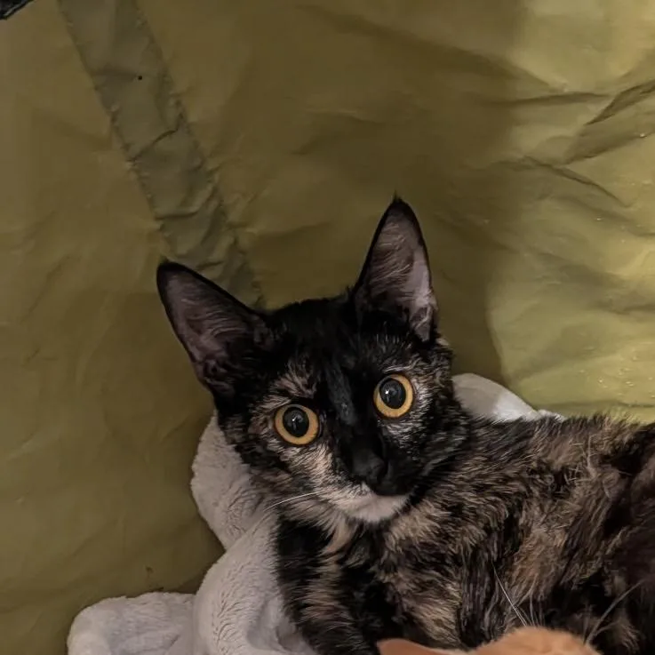 Frida Calico thumbnail 2