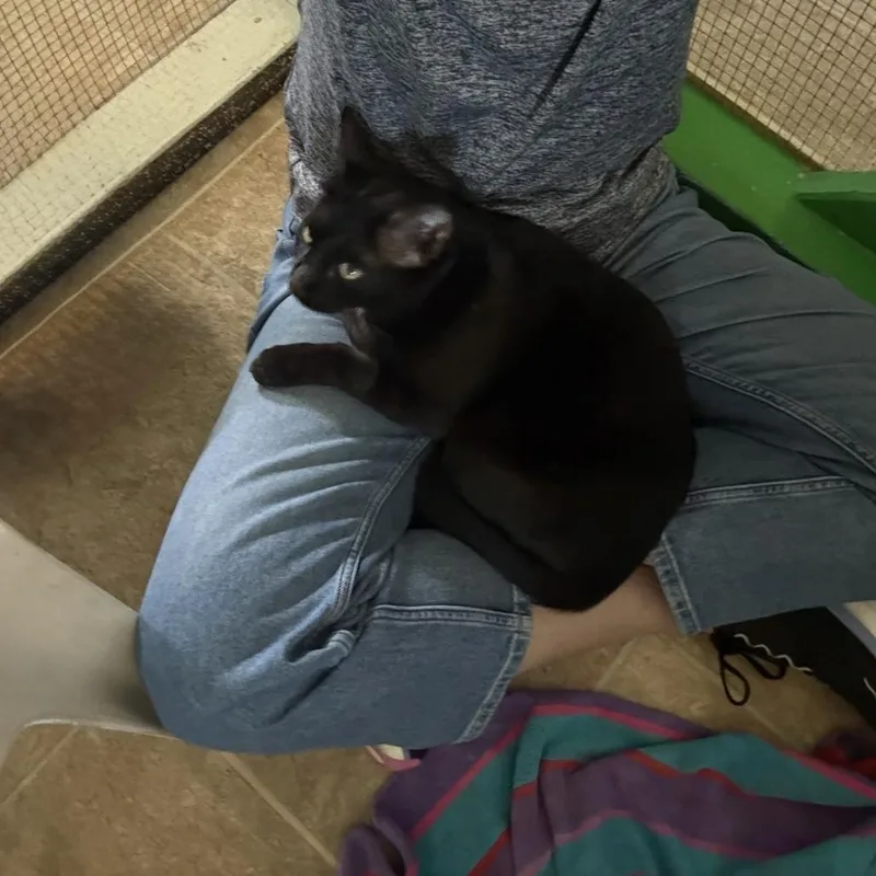 An adult large-sized male Black Domestic Medium Hair cat named Mackie for adoption in Leander, TX