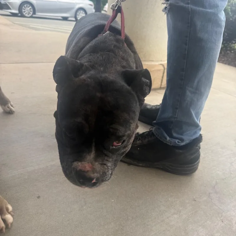 A young medium-sized female Brown / Chocolate Mixed Breed dog named Chai for adoption in Winston-Salem, NC