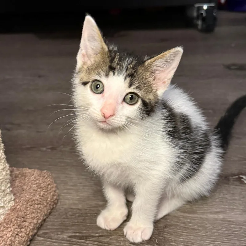 A baby small-sized female White Domestic Short Hair cat named Breezy for adoption in Jupiter, FL