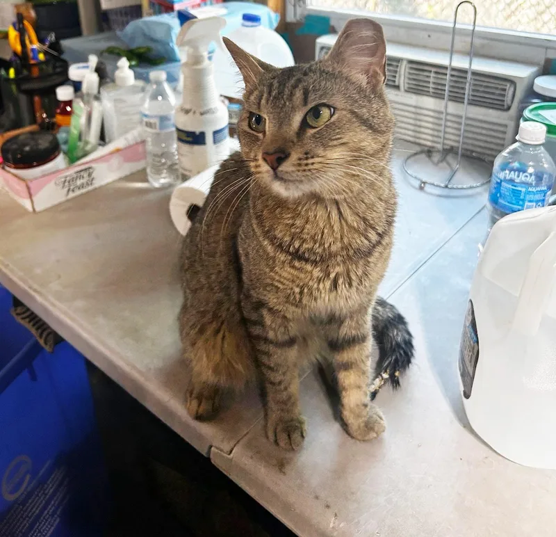 An adult medium-sized male Tabby (Brown / Chocolate) Domestic Short Hair cat named Dibbs Dunlap for adoption in Philadelphia, PA