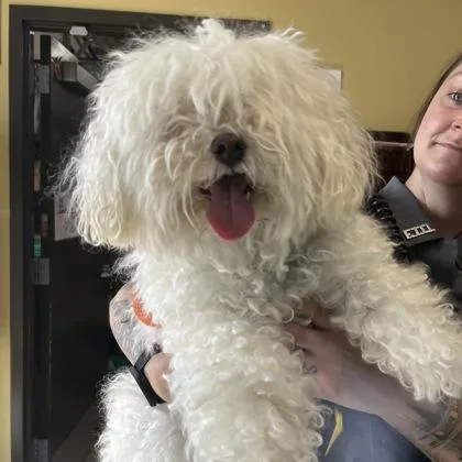 An adult small-sized female Bichon Frise dog named Curly Sue for adoption in Merriam, KS