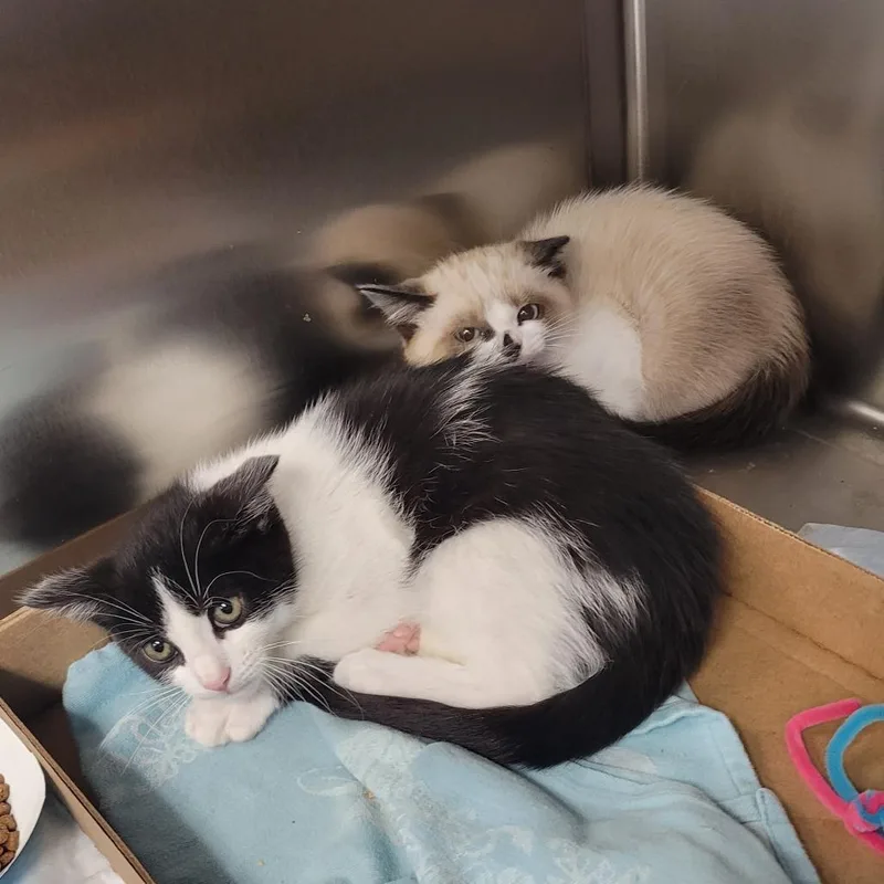 A baby small-sized male Black Domestic Short Hair cat named Wu for adoption in Westminster, CA